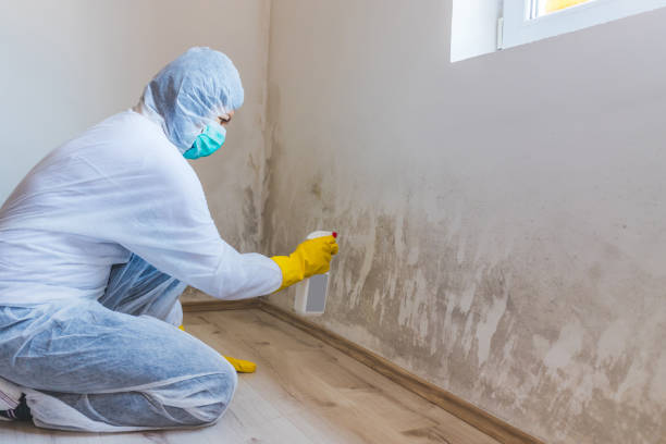 Licensed Basement Mold Remediation service in Saratoga, NC - Car Mold Remediation